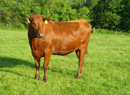 Красная датская корова
