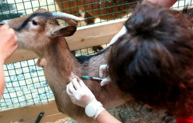 Лечение мастита у козы