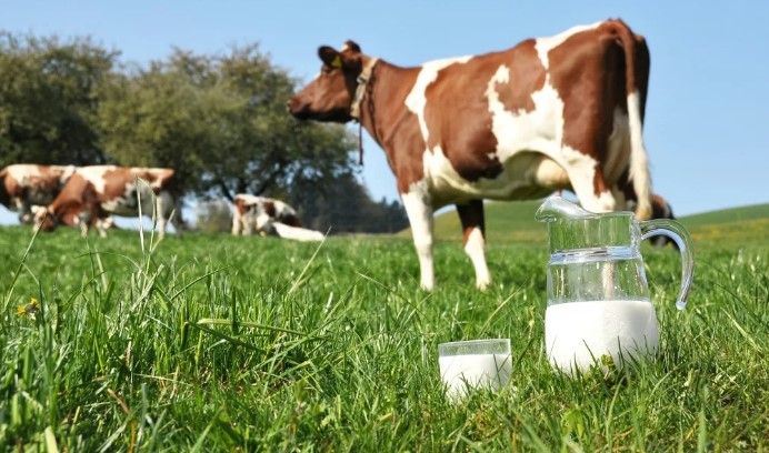 От чего зависит жирность молока коровы