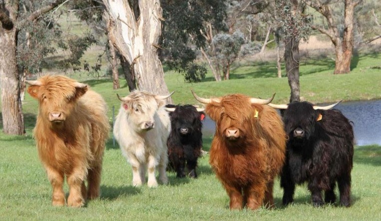 Карликовые коровы