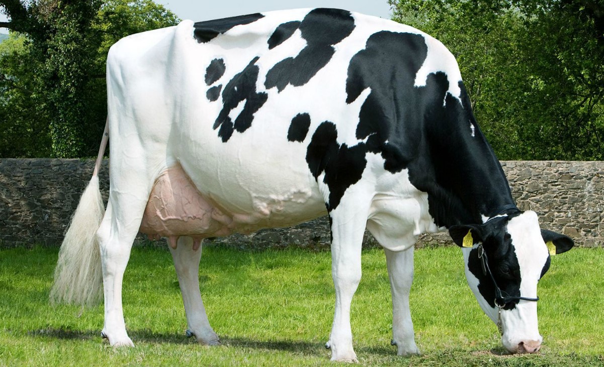 Карликовая корова Гольштейн