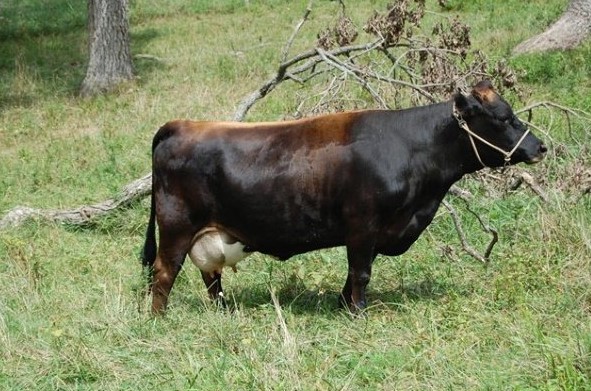 Карликовая корова Ангусская
