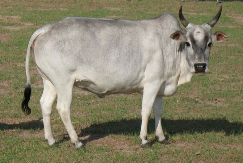 Карликовая корова Зебу