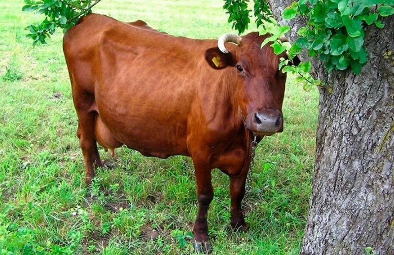 Карликовая корова Красногорбатовская