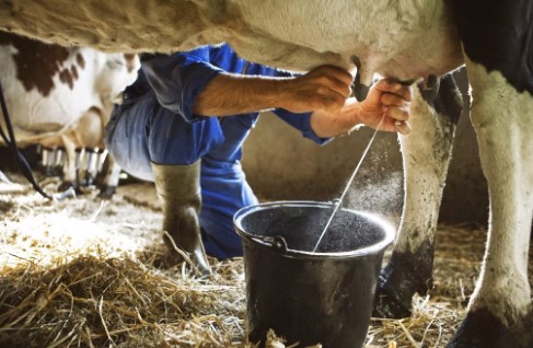 Ручное доение коровы