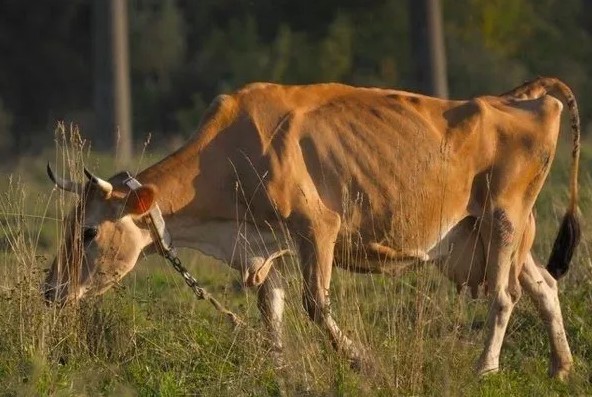 Заболевание лейкоз у коровы