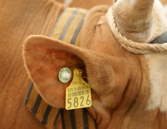 Ушные выщипы для маркировки коров