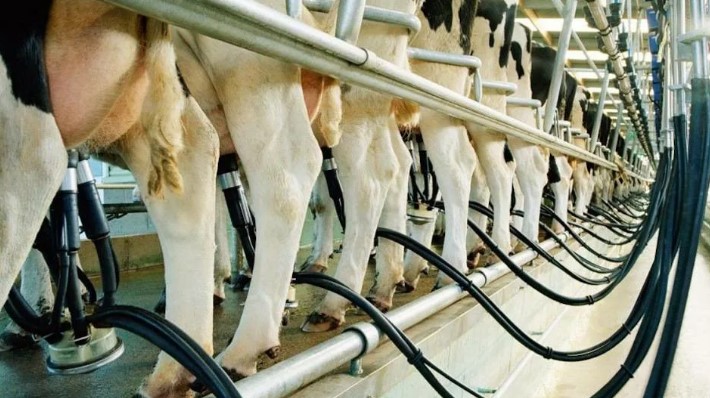 Автоматическое доение коров