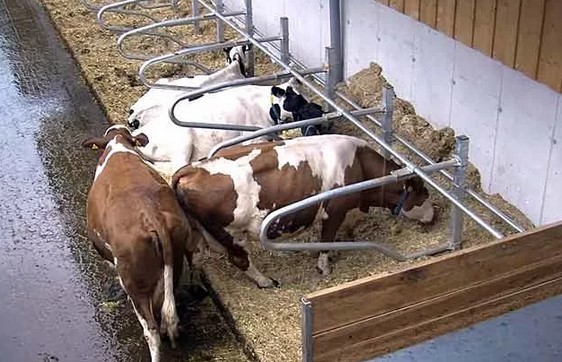 Содержание коровы без привязи в стойле