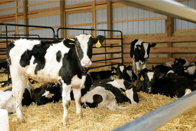 Содержания КРС зимой