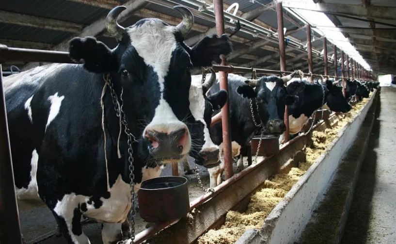 Рациона питания коров зимой