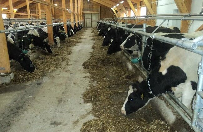 Организация стойла для КРС