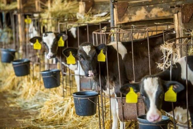 Кормление и поение КРС