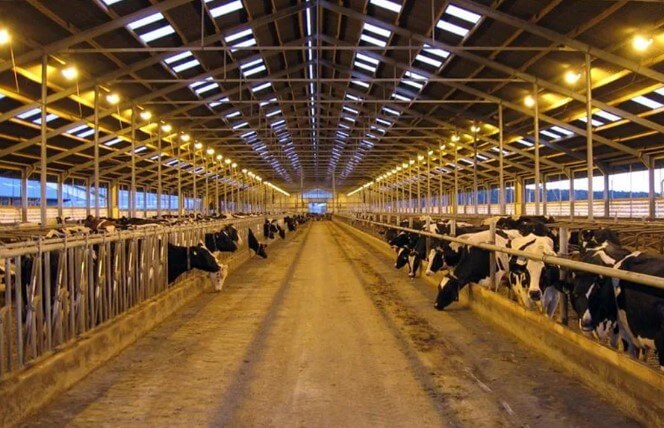 Освещение коровника