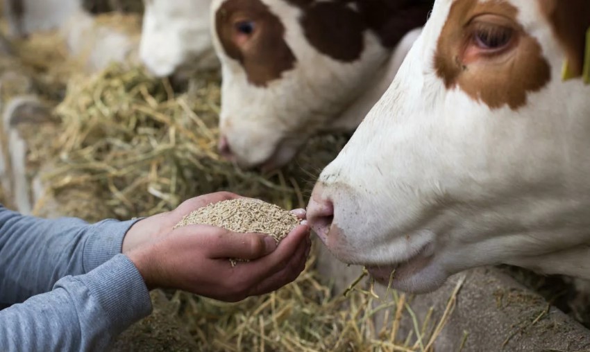 Кормовые дрожжи в рационе коров