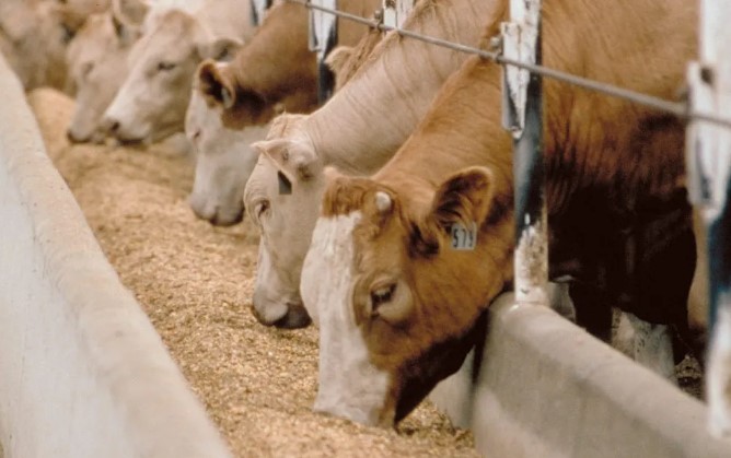 Кормовые дрожжи в рационе КРС