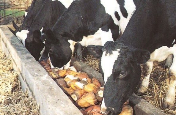 Свекла в рационе молочных коров