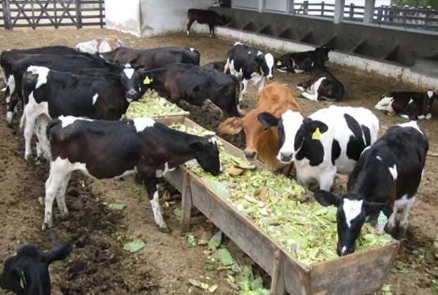 Свекла для КРС