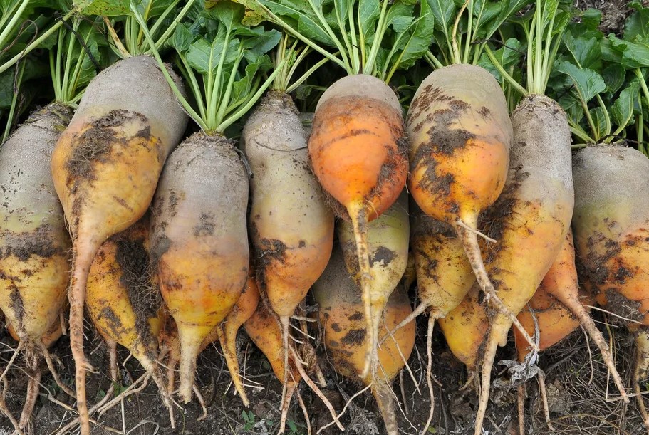 Свекла в рационе КРС