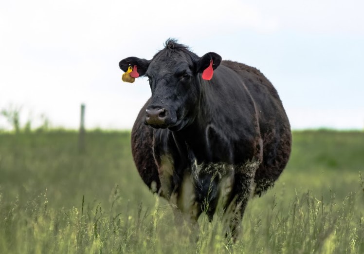 Корова перехаживает срок отела