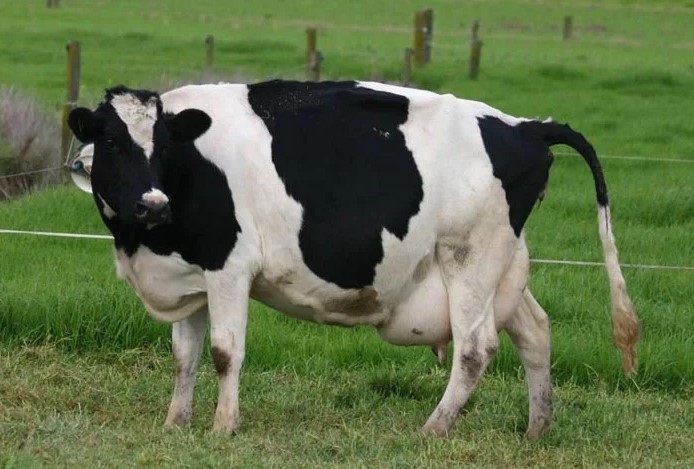 Задержка отела