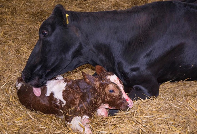 Как перехаживания стельности у коров