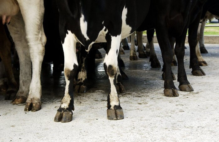 Ламинит у КРС