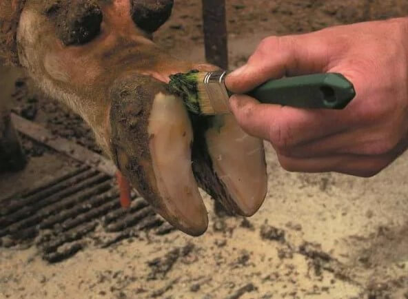 Ламинит у коров