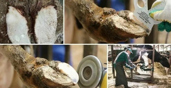 Уход за копытами КРС