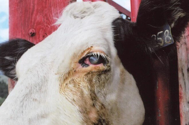 Симптоматика моракселлеза