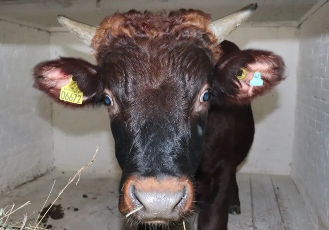 Причины развития моракселлеза