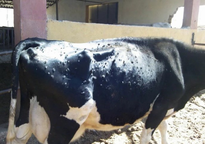 Причины появления шишек у КРС