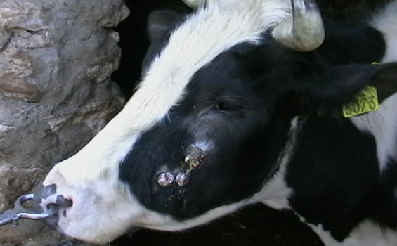 Шишки у телят