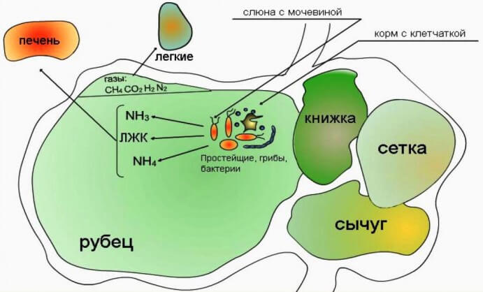 Пищеварение в рубце жвачных коров