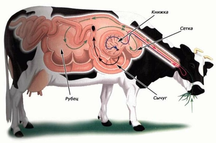 Пищеварительная система КРС