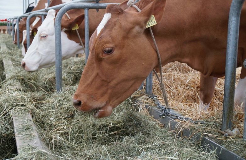 Что такое микробиом рубца