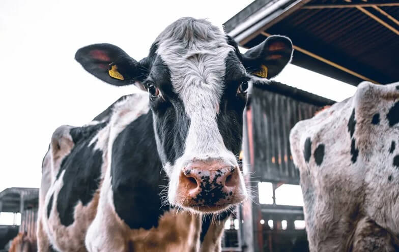 Как стресс влияет на продуктивность коров