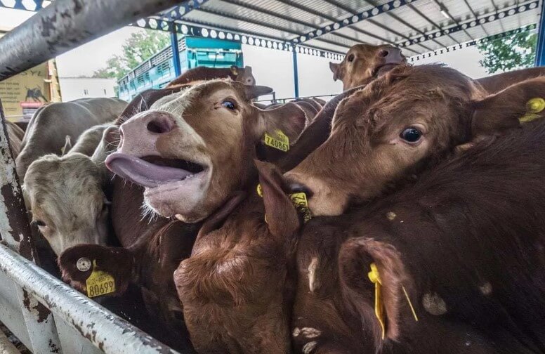 Стресс КРС при неправильном размещении