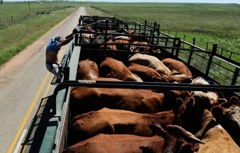 Стресс КРС во время перевозки