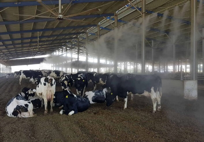 Как избежать стресс коров