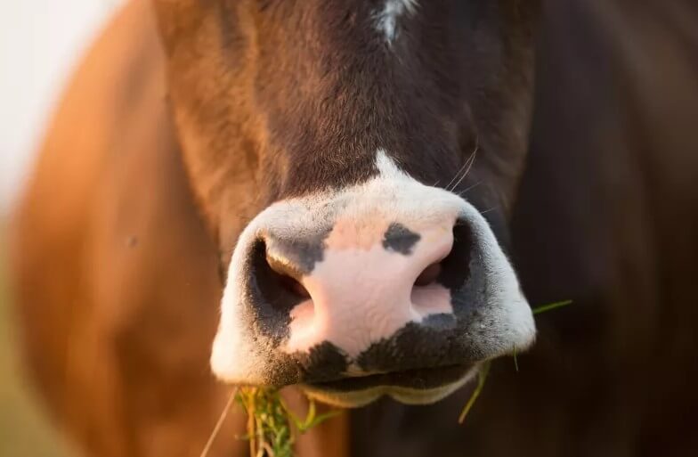 Водоросли в рационе КРС