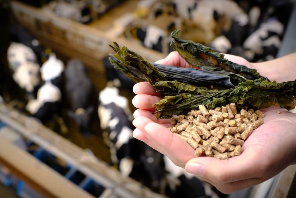 Водоросли в рационе коров