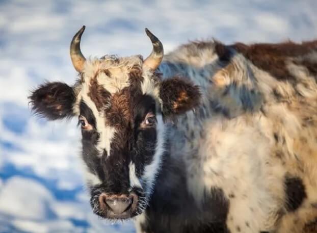 Якутская порода КРС