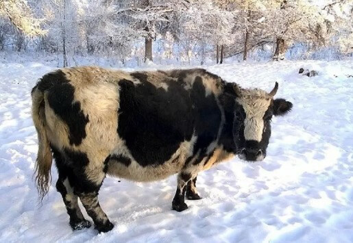 Якутская порода коров