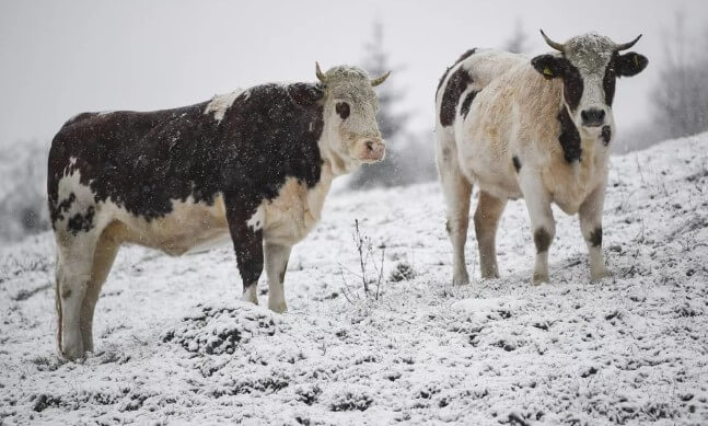 Содержание якутских коров
