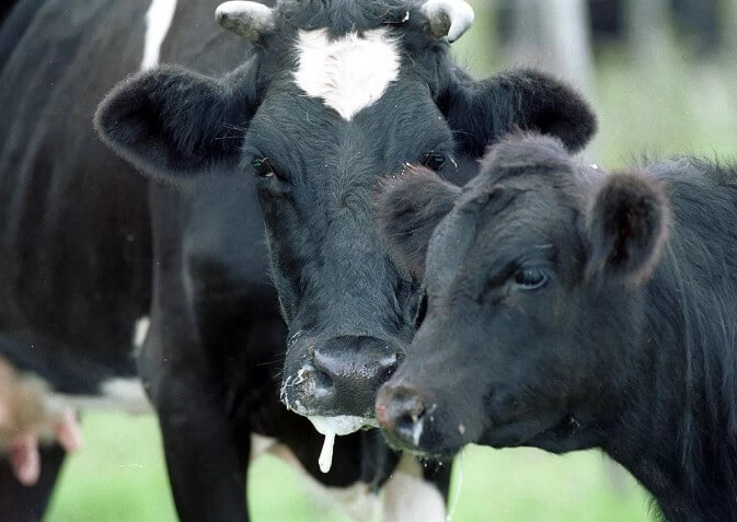 Симптомы ящура у коров