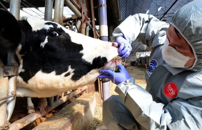 Лечение ящура у КРС