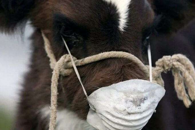 Причины развития ящура у КРС