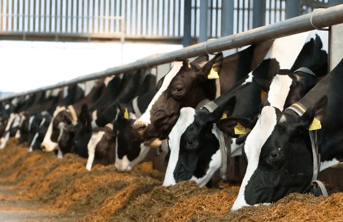 Зимнее кормление коров