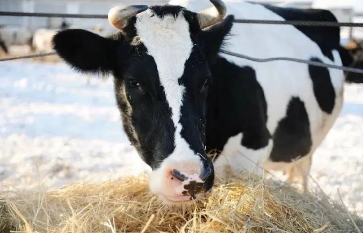 Кормление коров в зимний период
